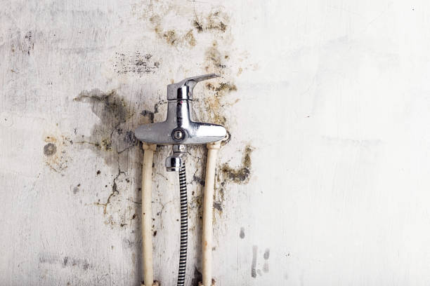 Best Localized Mold Remediation (e.g., coastal areas, humid climates) in Riverview, MI