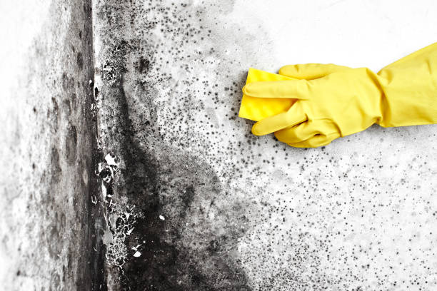 Best HVAC Mold Remediation in Riverview, MI
