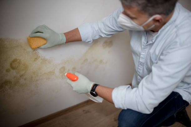 Best Post-Flood Mold Remediation in Riverview, MI