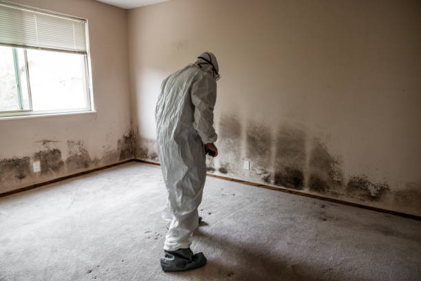 Trusted Riverview, MI Mold Remediation Experts