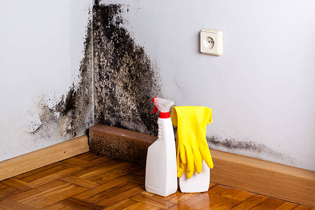 Best Industrial Mold Remediation in Riverview, MI