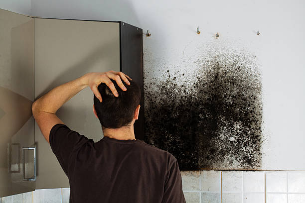 Best Kitchen Mold Remediation in Riverview, MI