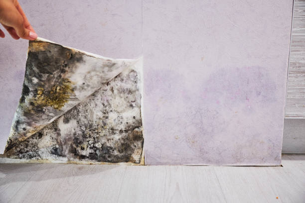Best DIY Mold Remediation Support Services in Riverview, MI